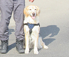 警察犬画像呼名ルキア