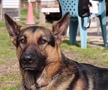 警察犬画像呼名サム