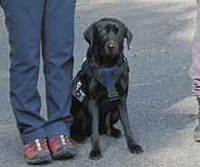 警察犬画像呼名ボーナ